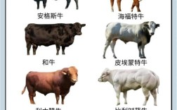 奶牛和肉牛杂交能育出啥品种？