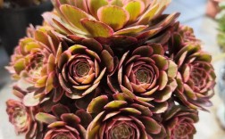 法师多肉有哪些品种？