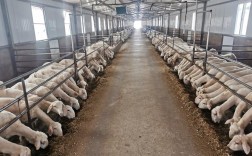 养殖羊选品种，技术要点有哪些？