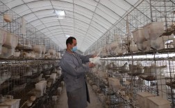 河北适合养哪些鸽子品种？