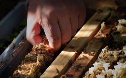 传统养蜂技术视频大全，能学到哪些实用技巧？