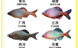 效益高的淡水鱼品种有哪些？