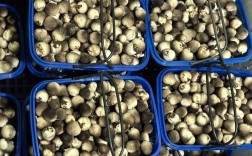 草菇种植技术要点有哪些？