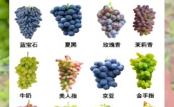 当前葡萄种植，什么品种最值得种？
