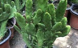 千手观音仙人掌新品种有何独特之处？