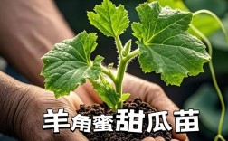 羊角蜜甜瓜如何科学种植？