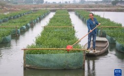 黄鳝泥鳅养殖技术培训怎么学？