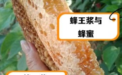 浆蜜型蜂王哪个品种好