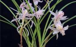 市场上最好的兰花品种究竟是什么？