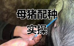 养猪人工授精视频，技术要点有哪些？