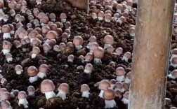 巴西蘑菇种植技术视频怎么学？