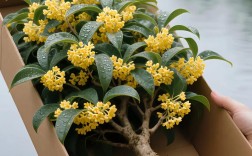 四季桂哪种品种香气最浓郁？