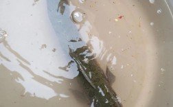 2025上海黑鱼价格会涨还是跌？