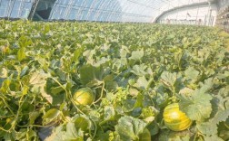 东北大棚香瓜怎么种好？