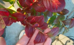 蓝莓红色叶子是什么品种？