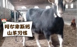 啥品种羊繁殖快利润好？