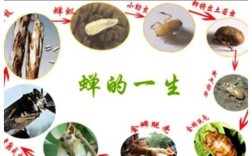 人工知了怎么养殖技术