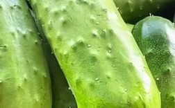 露地秋黄瓜什么品种好