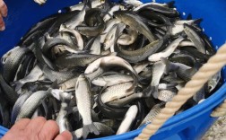 荆州半斤大草鱼苗价格