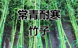 北方哪种竹子最抗冻？