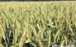 当前小麦主栽品种有哪些？