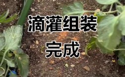 大棚蔬菜滴灌定植技术要点有哪些？
