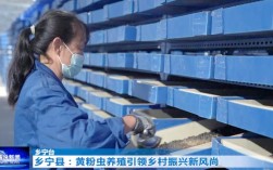 黄粉虫养殖技术培训学哪些内容？