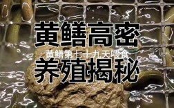 鳝鱼养殖技术与管理关键点有哪些？
