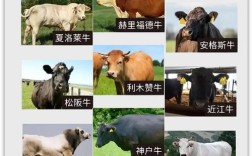 牛的品种有哪些？