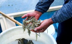 螃蟹青虾养殖技术视频怎么学？