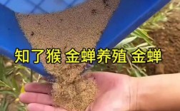 中华金蝉养殖技术视频，怎么学才高效？