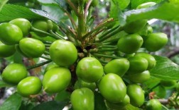 临沧美早樱桃苗品种多