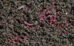 污泥处理蚯蚓养殖技术