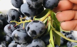 哪种蓝莓品种能一年多次挂果？高产蓝莓品种有哪些种植技巧？