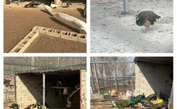 河南孔雀养殖技术基地如何高效培育？