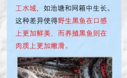 黑鱼养殖技术有哪些关键要点？如何提高成活率和养殖效益？