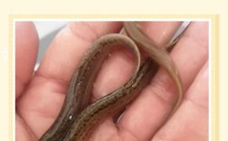 泥鳅的养殖方式和技术