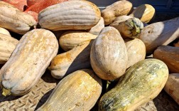 中国最好吃的南瓜品种是哪个？