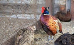 生态野鸡养殖技术视频