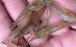 野生河虾怎么养？视频技术有哪些要点？