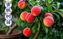桃树品种怎么选？