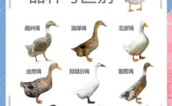 鸭有多少品种图片大全
