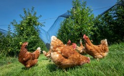 鸡的生态养殖技术视频怎么学？