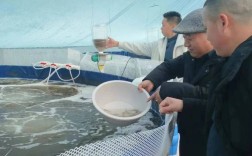 南美白对虾土池养殖技术关键要点有哪些？