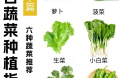 秋卷心菜高产种植技术要点有哪些？