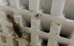 蝎子养殖技术哪里学？论坛经验靠谱吗？