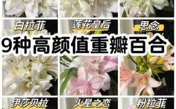 什么品种的百合长得高