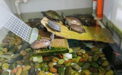 石龟室内养殖技术要点有哪些？