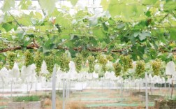 南方大棚葡萄栽培技术要点有哪些？