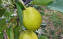 同一品种梨树能结果吗？